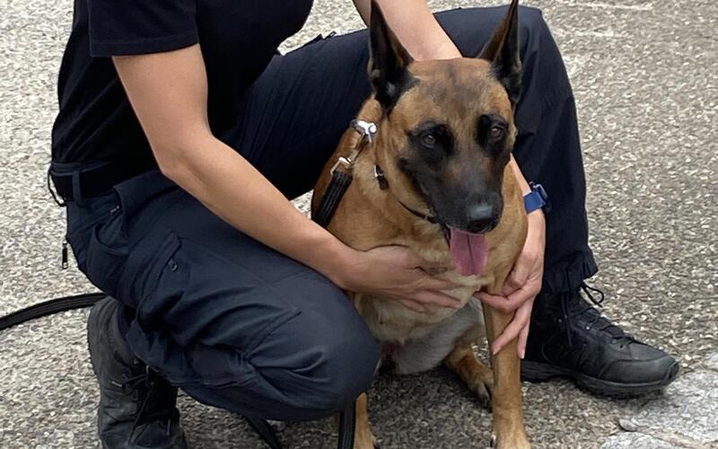 Polizeihunde machten sich auf die Suche nach dem Tatverdächtigen. GB-Foto (Symbolbild): gb