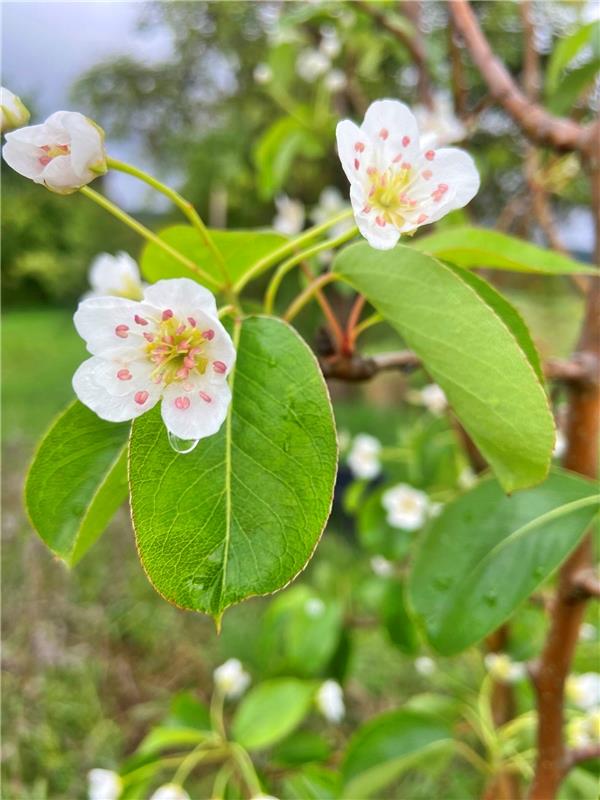 Positive Vibes: Einfach mal so auf den Frühherbst pfeifen und ordentlich Blüten ...