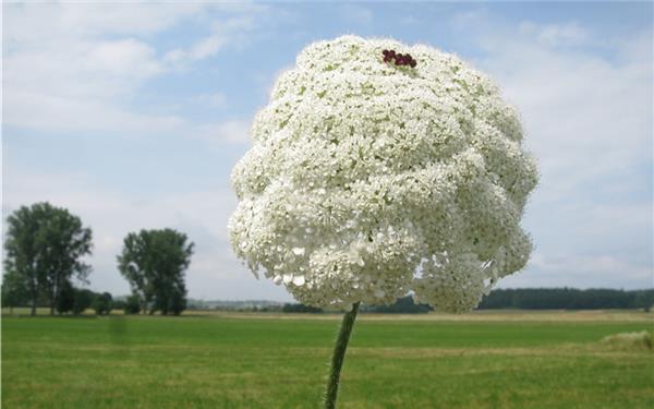Prachtexemplar einer wilden Möhre mit einer Scheinblüte in der Mitte der Dolde (gesehen bei Rohrau) GB-Foto: Bäuerle