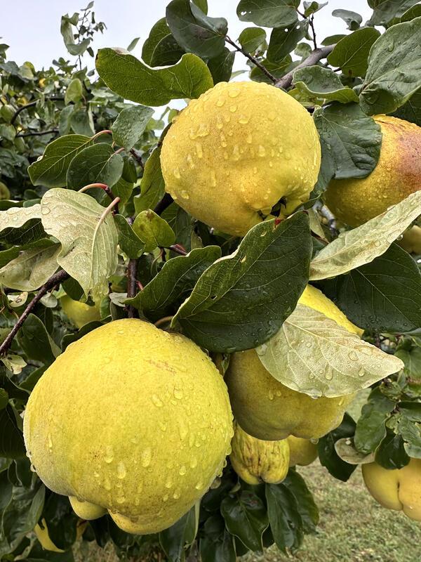 Prachtvolle Quitten in der Streuobstwiese.  Von Anja Schnotz aus Gäufelden.