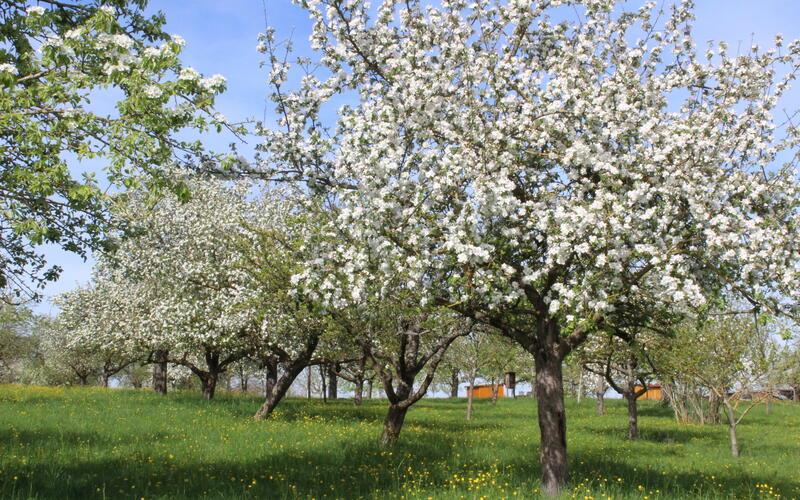 Prägend für die Gäulandschaft: Obstbäume – hier im Streuobsterlebnisweg in Oberjesingen.GB-Foto: Stadt Herrenberg