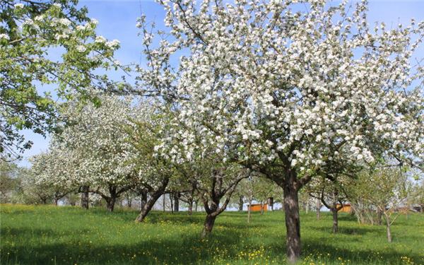 Prägend für die Gäulandschaft: Obstbäume – hier im Streuobsterlebnisweg in Oberjesingen.GB-Foto: Stadt Herrenberg