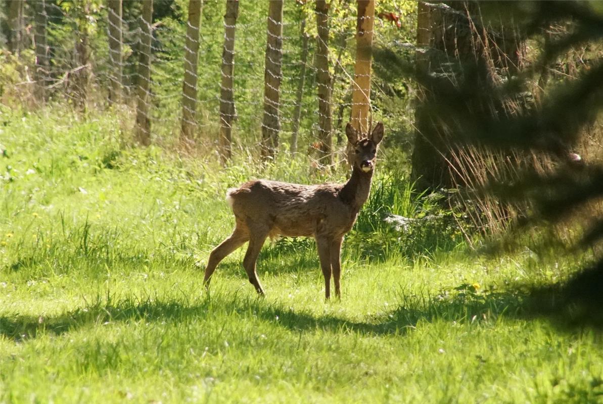 Pünktlich zum Maibeginn zeigte sich der "Mai-Bock" im Bondorfer Bernloch. Da hab...