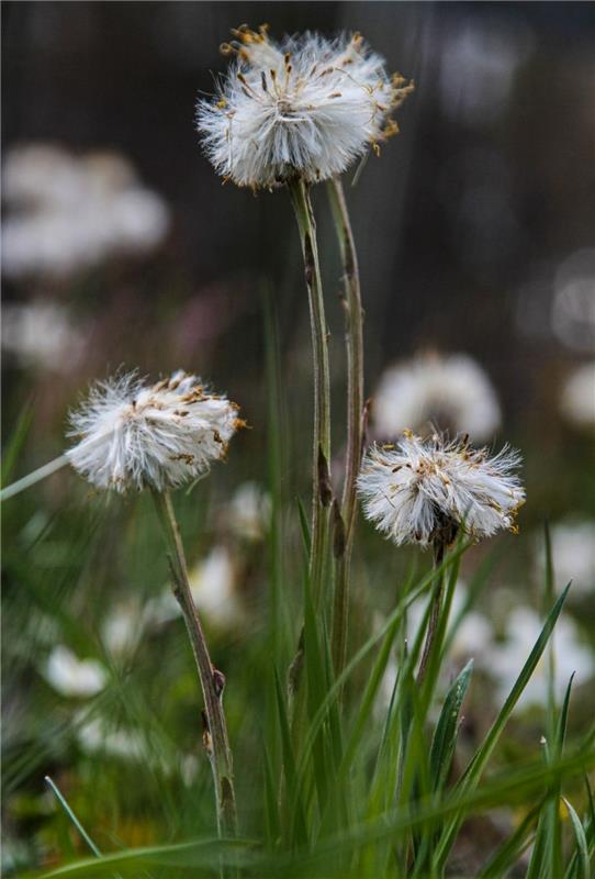 Pusteblume...  Von Natalie Politz aus Hildrizhausen.