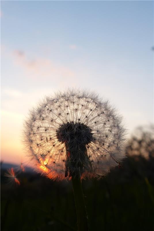 Pusteblume im Gegenlicht der untergehenden Sonne in Mönchberg. Von Cornelia Rink...