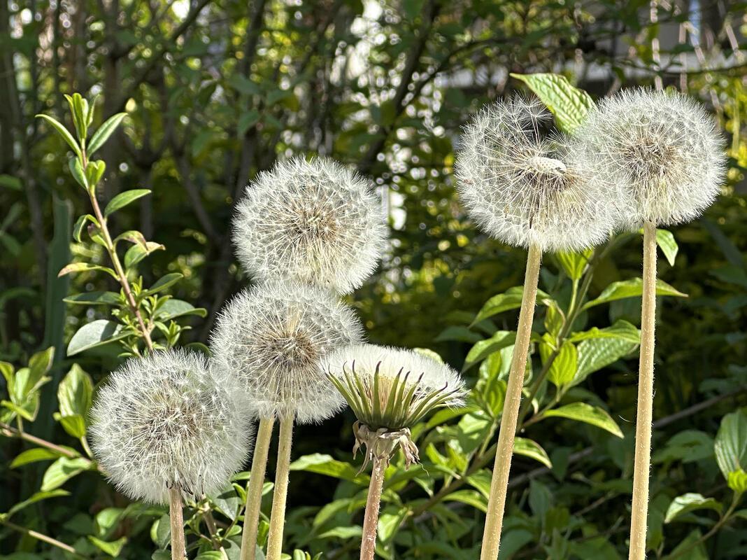 Pusteblume in der Morgensonne.  Von Anja Schnotz aus Gäufelden.