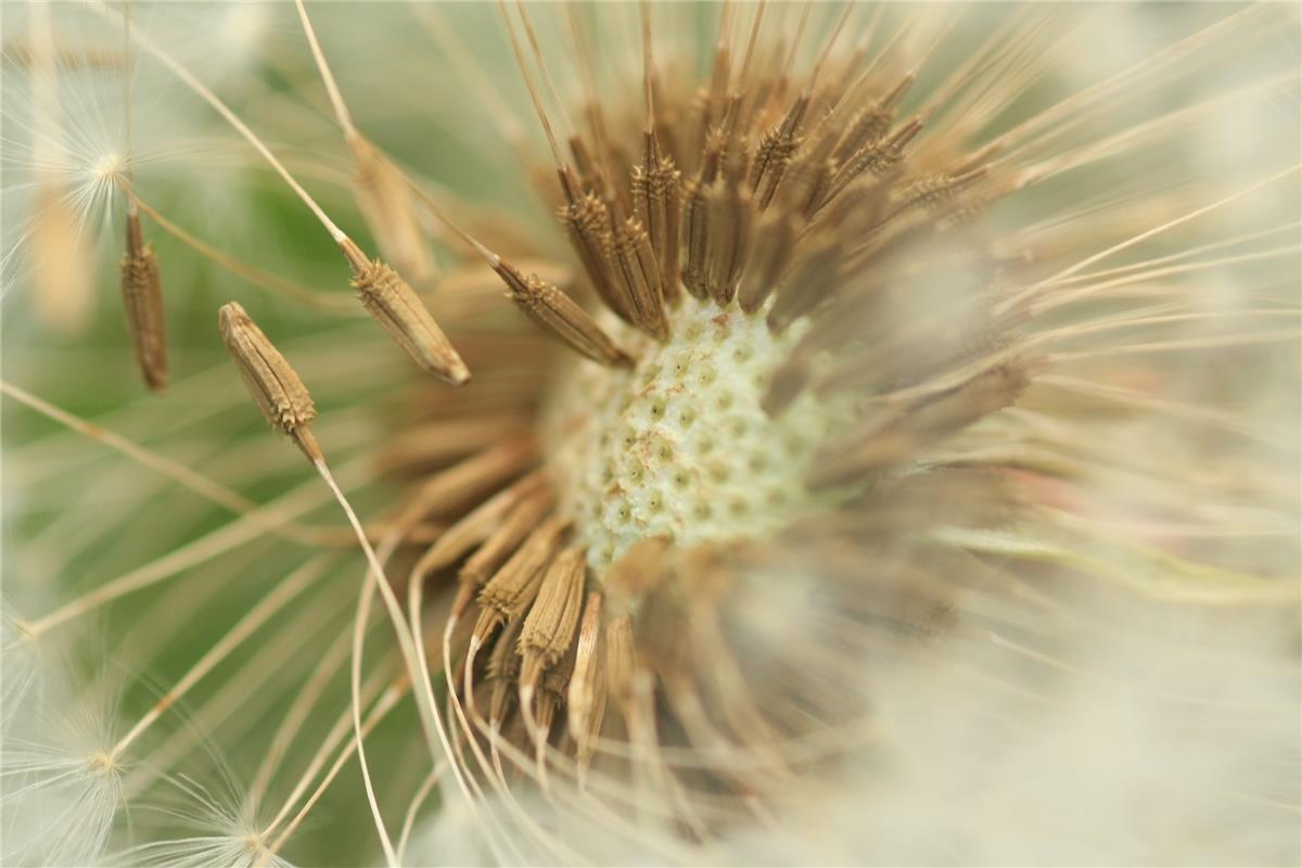 "Pusteblume, sogar der Wind scheint Spass daran zu haben", sagt Jacqueline Fröhl...