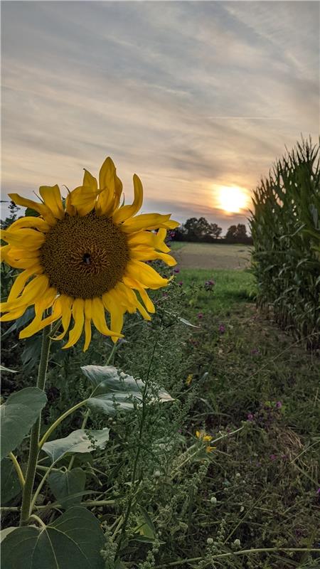 Quasi einen doppelten Sonnenuntergang rückte Susanne Marquardt (Gültstein) bei e...