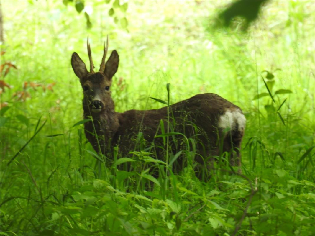 Rainer Wolf war auf Fotosafari im Bernloch bei Bondorf. 