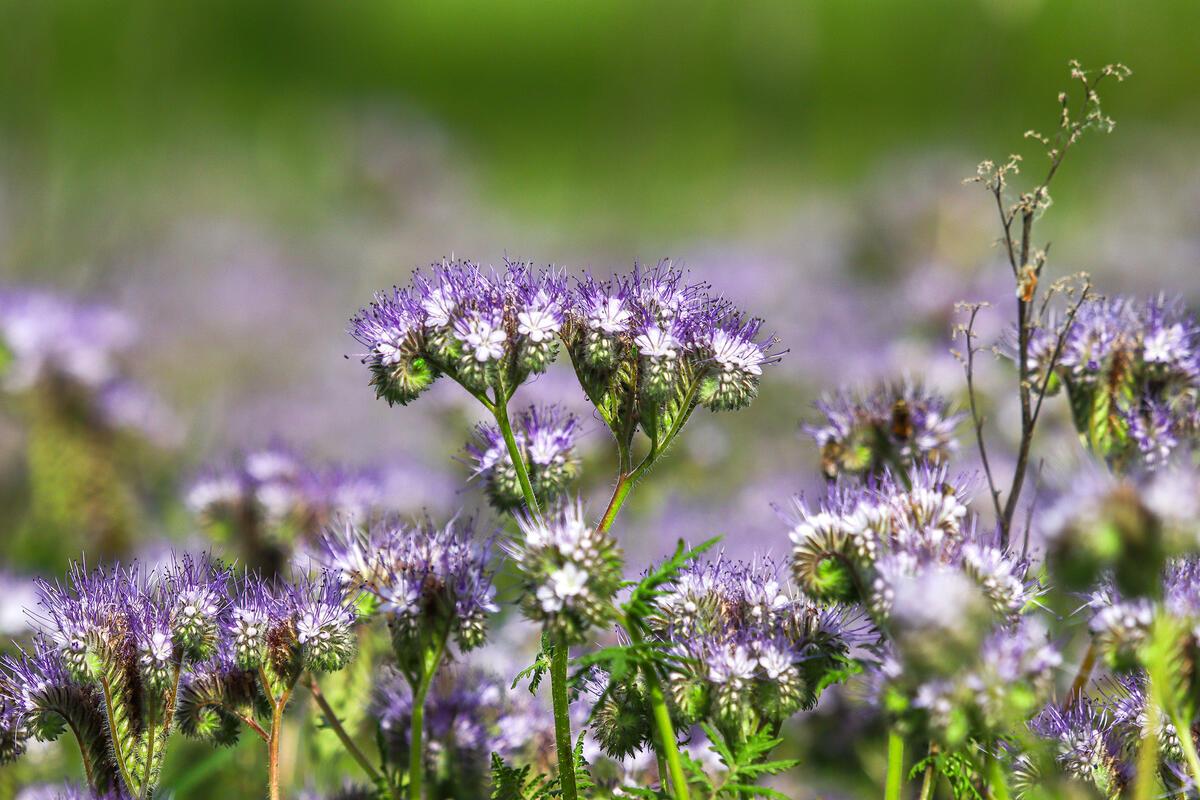 Rainfarn-Phazelie, wird noch Büschelschön oder Bienenfreund genannt ...  Von Nat...