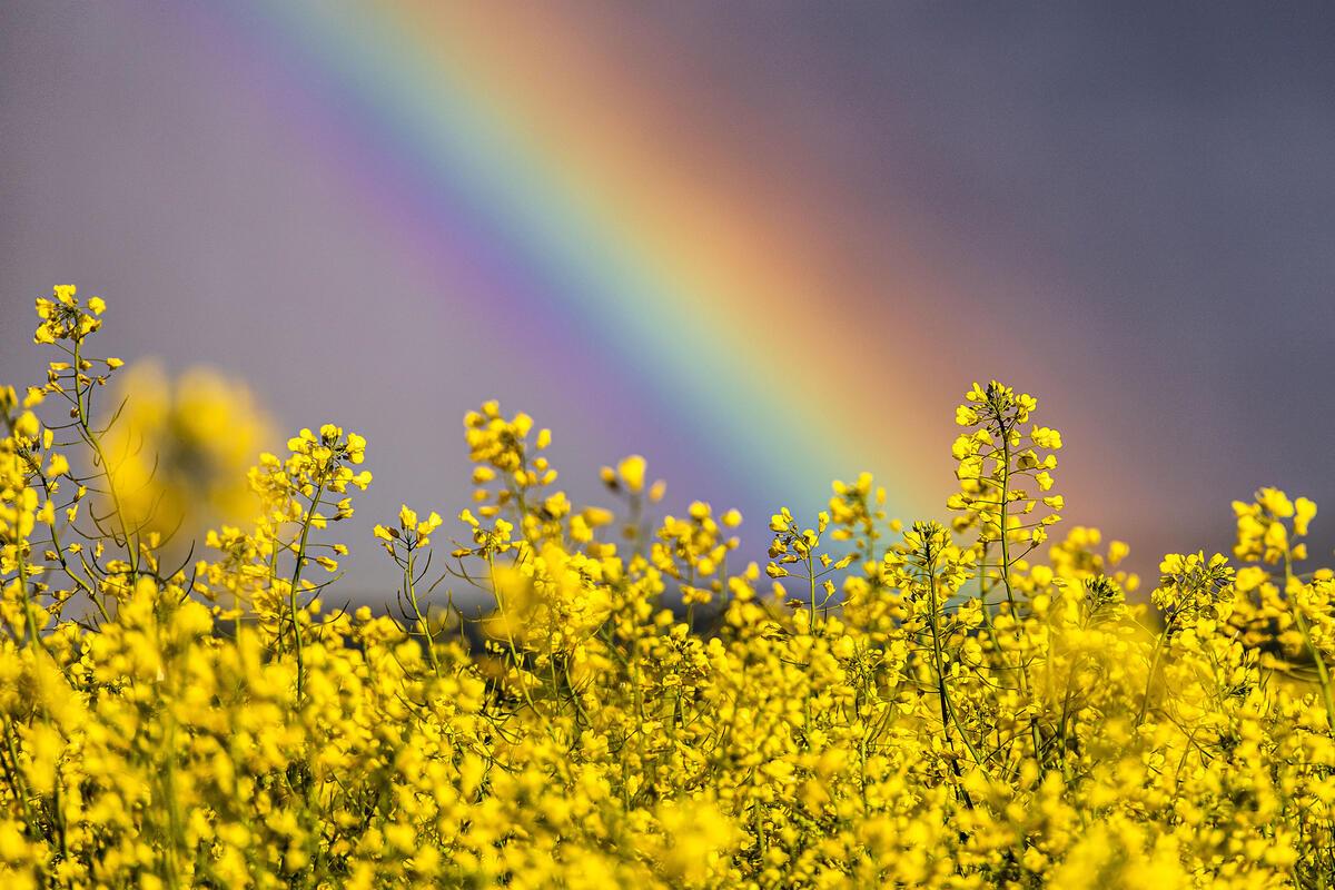 Raps mit Regenbogen.  Von Sonja Sayer aus Jettingen.