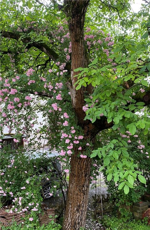 Rarität im Streuobstparadies: „der Rosennussbaum“.  Von Corinna Beck aus Herrenb...