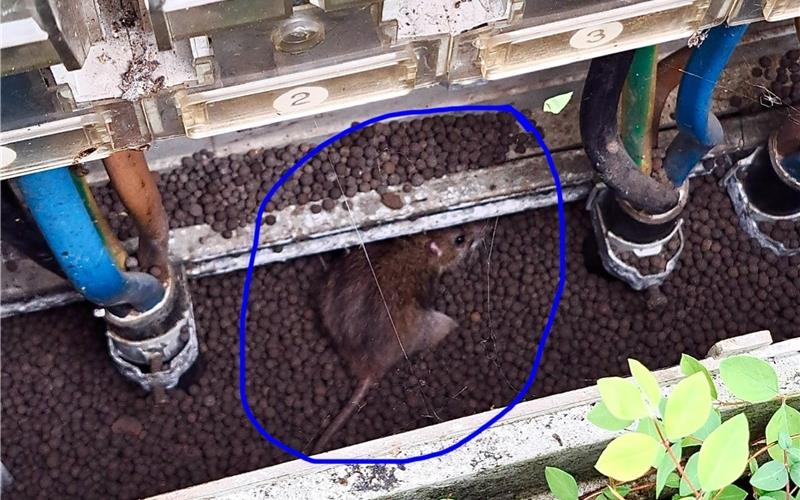 Ratte im Stromkasten. GB-Foto: gb