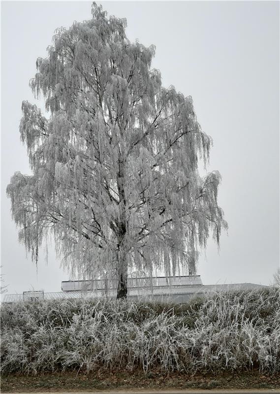 Raureifpracht.  Von Manfred Schmidt aus Gärtringen