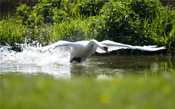 Ready for Take-off: Männlicher Schwan nimmt Anlauf zum Abheben im Wasser (aufgenommen von Roman Pohl aus Gärtringen)