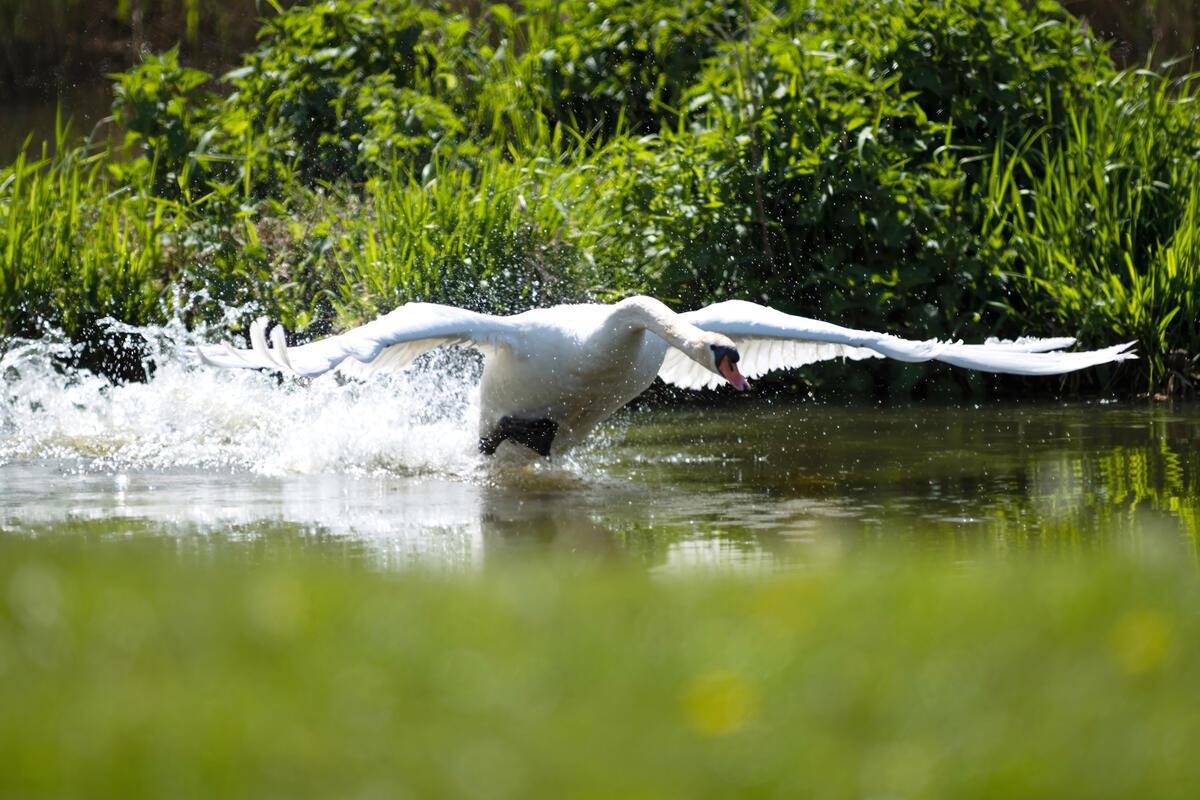 Ready for take off – männlicher Schwan mit Anlauf zum Abheben im Wasser.  Von Ro...