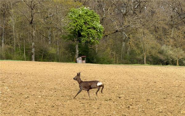 Rehbock auf der Flucht (gesehen in Sindlingen) GB-Foto: Bäuerle