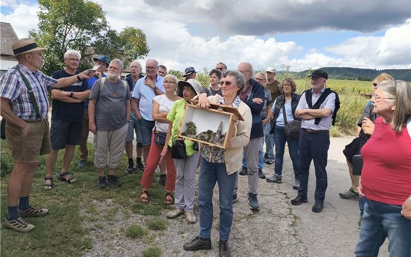 Reinhold Bauer (links) erklärte einstige Bodenschätze auf Entringer Gemarkung, seine Frau Ulrike Bauer (Mitte) zeigte das frühere Gipswerk aus dem „Mittelwengertle“ in einem Modell. GB-Foto: Straub