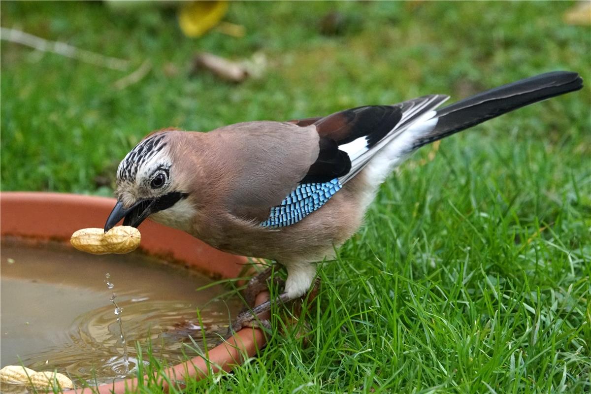 Reinlicher Eichelhäher. Vor dem Verzehr wird die Erdnuss natürlich gewaschen. Vo...