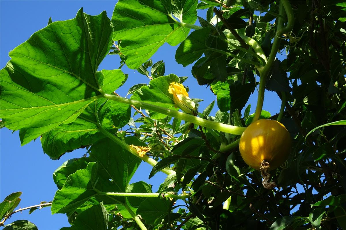 Renate Kiener aus Haslach stellt fest: "In Haslach wachsen Melonen auf den Bäume...