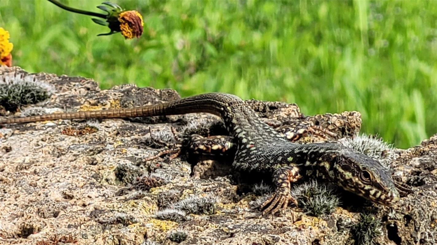 Reptil auf der Mauer. Von Susanne Marquardt aus Gültstein.