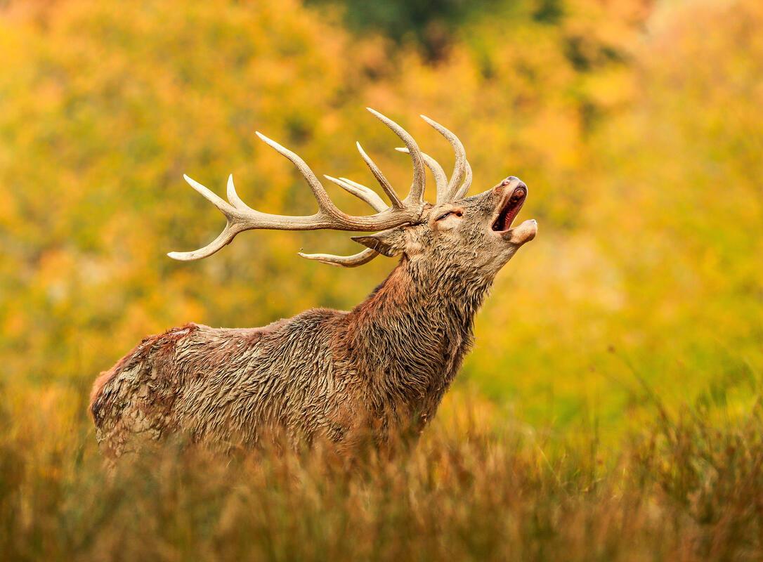Röhrender Hirsch während der herbstlichen Brunftzeit ...  Von Natalie Politz aus...