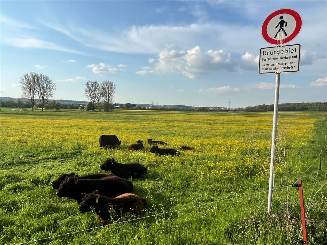 Rohrau ist ein besonderer Ort, da brüten sogar Rinder! Von Sabine Dr. Steinmann ...