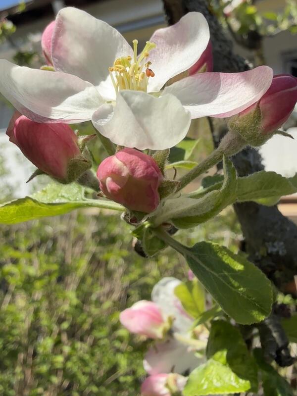 Rohrauer Apfelblüte.  Von Sabina Steinmann aus Gärtringen-Rohrau.