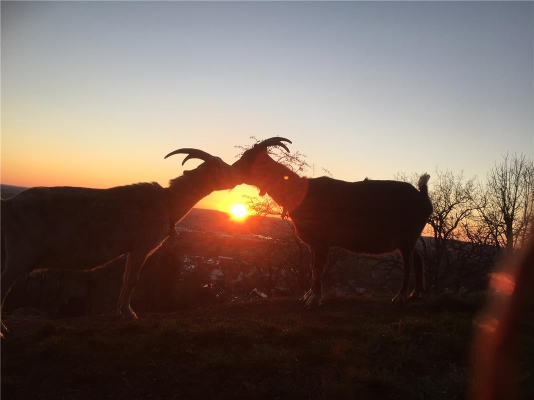 Romantische Stimmung auch bei den Ziegen bei solch einem Sonnenuntergang. Cornel...