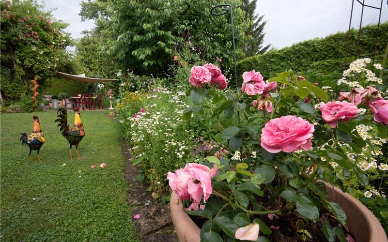Rosen und vieles mehr gibt es im Garten der Familie Gugel zu bewundern. GB-Foto: Vecsey