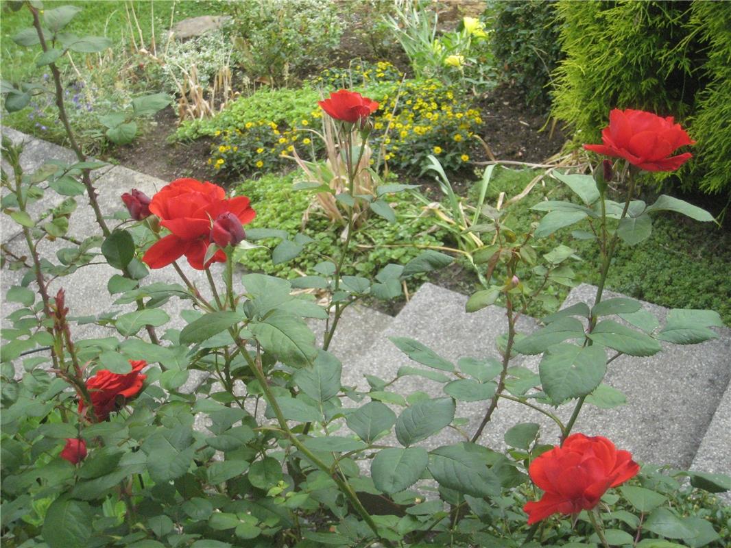 Rosige Zeiten? Na wenigstens im Garten! Von Frank Winter aus Nebringen.