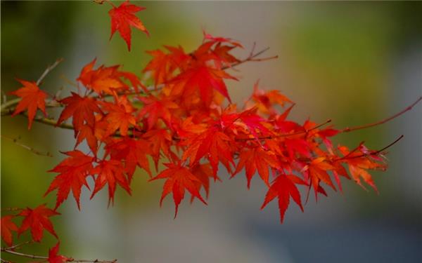Rot leuchtende Blätter wie im Wald von Kanada