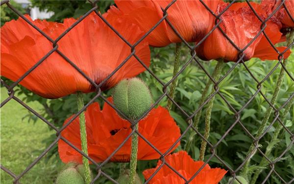Rote Schönheit hinter Gitter (gesehen in Kuppingen) GB-Foto: Bäuerle