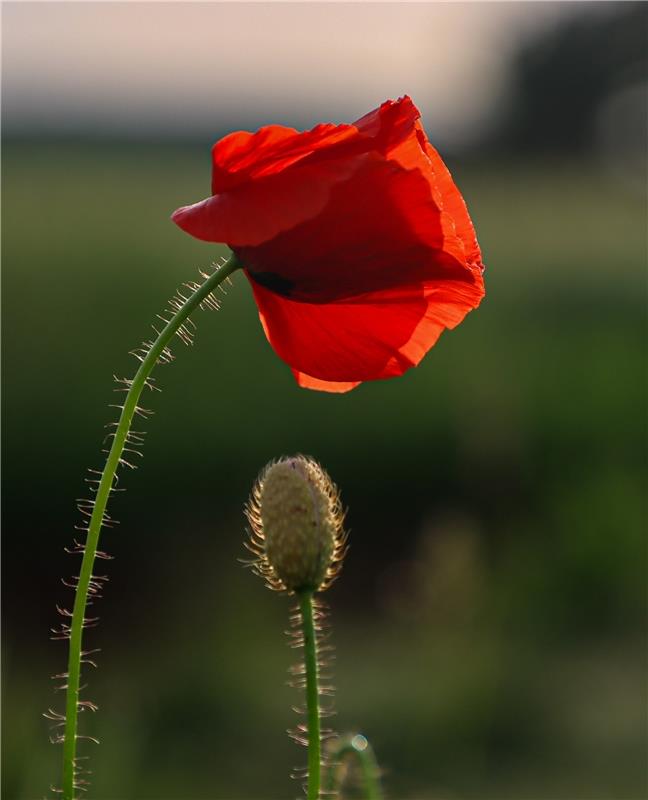 Roter Mohn. Von Natalie Politz aus Hildrizhausen.