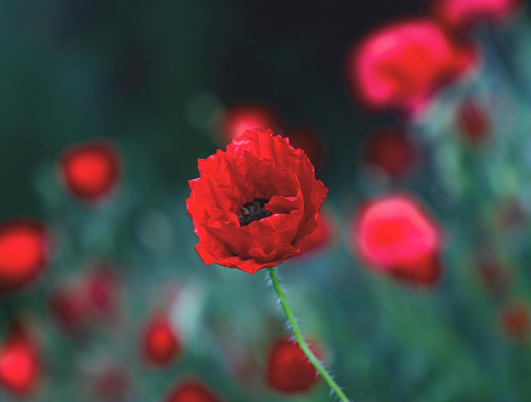 Roter Mohn ...  Von Natalie Politz aus Hildrizhausen.