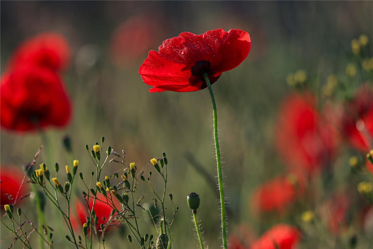 Roter Mohn in Morgenlicht ...  Von Natalie Politz aus Hildrizhausen.