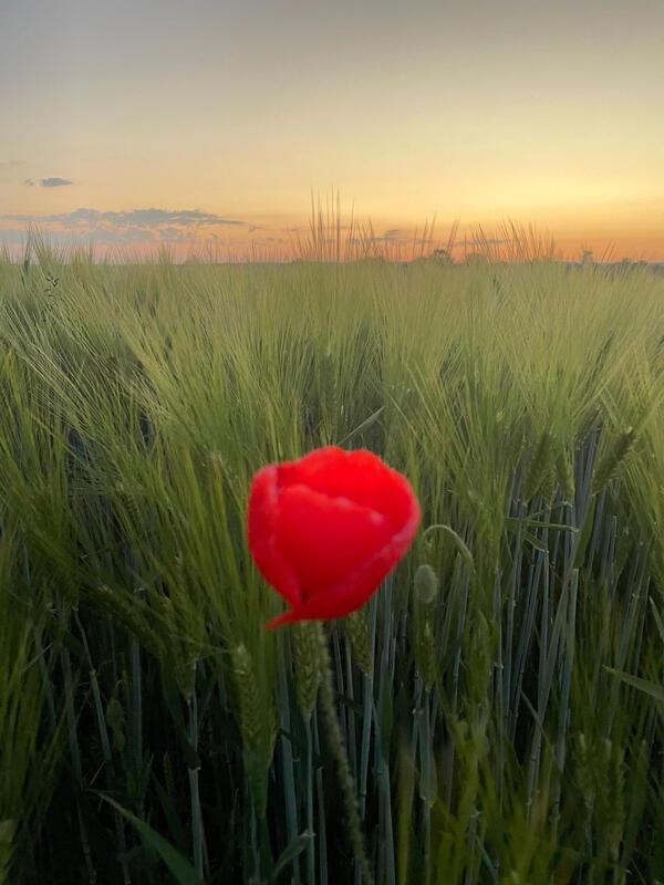Roter Mohn zur blauen Stunde in Rohrau.  Von Simone Leiss aus Gärtringen.