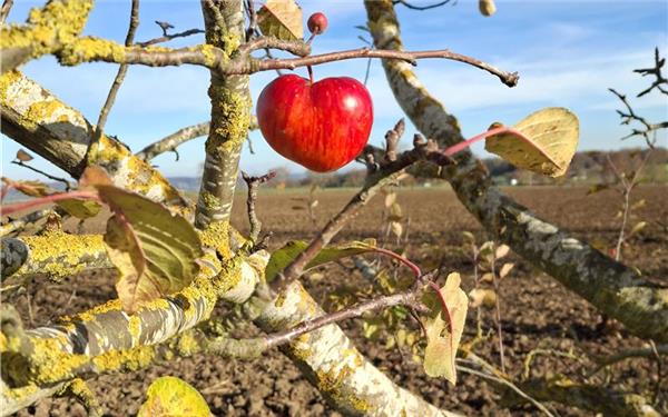 Roter Schatz in der Wintersonne (von Viktoria Ormos aus Jettingen)