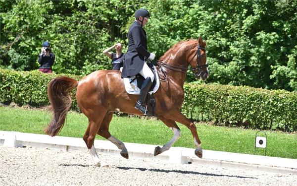 Routinier Hans-Peter Bauer (59/TV RG Gültstein) und Dynamico landen in Jettingens S-Dressur an dritter Stelle. GB-Foto: Häusler