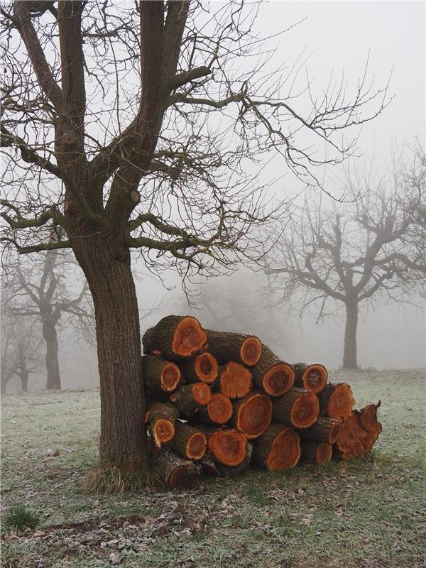 "Ruhe sanft, Zwetschgenbaum!" Claudia Kuhlmann schickt diesen Nachruf aus Mönchb...