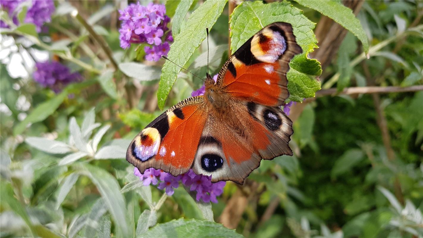 "Rushhour" am Schmetterlingsflieder im Garten Joachim Senfs in Jettingen. 