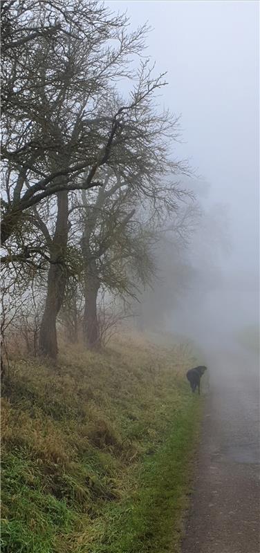 Sabine Humm  hat bei Kuppingen den Nebel des Grauens beim Gassi gehen gesehen.