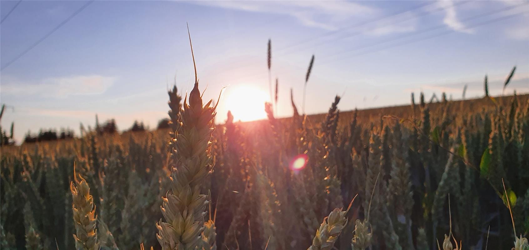 Sabine Humm war bei Sonnenuntergang im Weizenfeld bei Kuppingen unterwegs