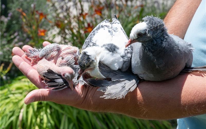 Sächsische Farbentauben im Alter von zehn Tagen, drei und vier Wochen gab es bei den Kleintierzüchtern zu sehen. GB-Foto: Vecsey