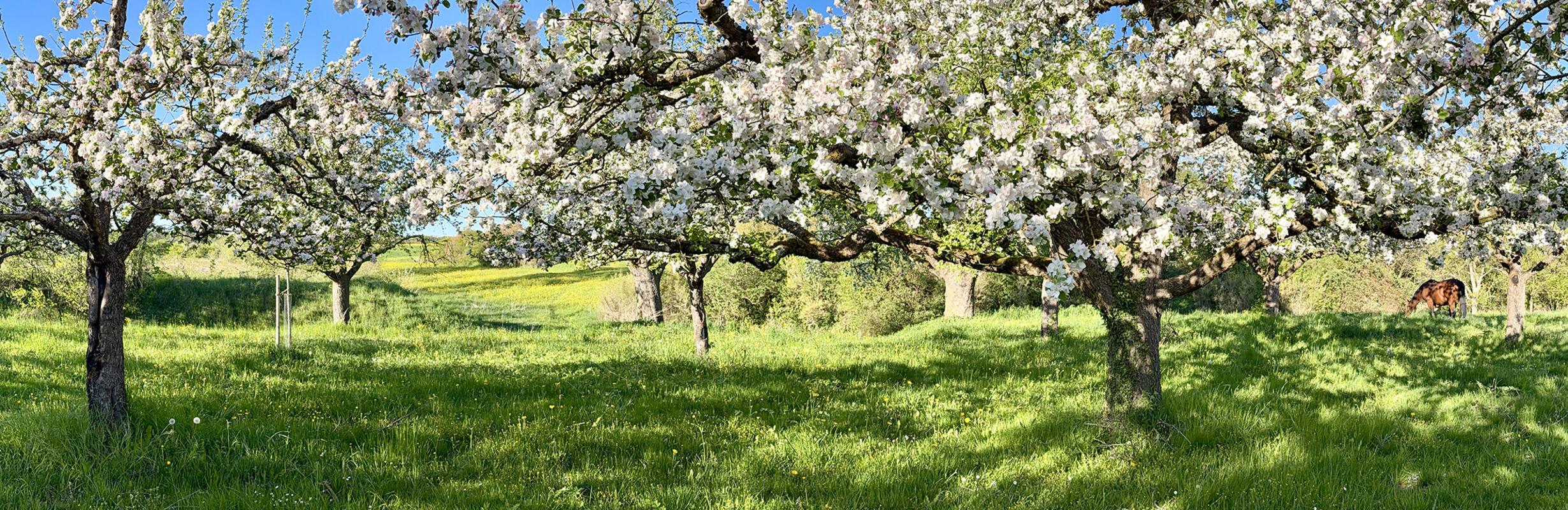 Saftiges Gras, leuchtende Blüten und ein glückliches Pferd.  Von Minja Rollinson...
