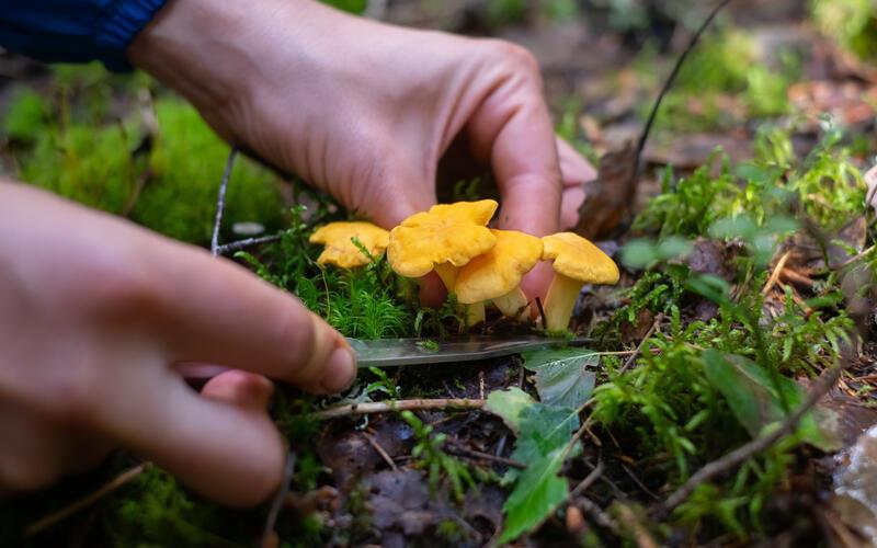 Sammler haben es in diesem Herbst eher schwer, Speisepilze für den Kochtopf zu finden. GB-Foto: RealPeopleStudio - stock.adobe.com: