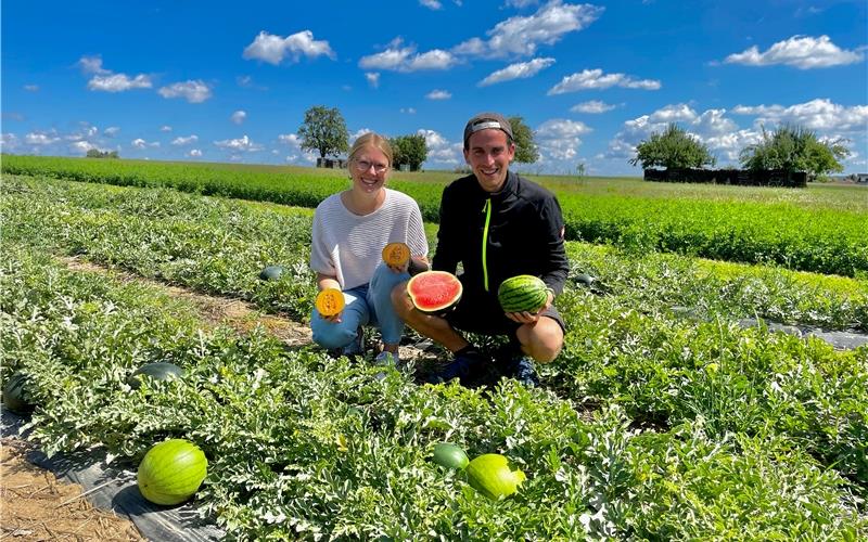 Sandra und Patrick Supper bauen bei Nufringen Wassermelonen an. Die kommen ursprünglich aus Afrika. Mit den durch die Klimakrise auch hierzulande steigenden Temperaturen ist ein Anbau auch in hiesigen Breitengraden möglich. GB-Foto: Holzapfel