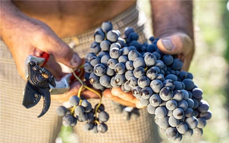 Sangiovese in der Toskana: Mit der Gartenschere werden die Stängel abgeschnitten und die Trauben sorgfältig und sacht in Körben abgelegt. GB-Fotos: Ulrike Leinemann