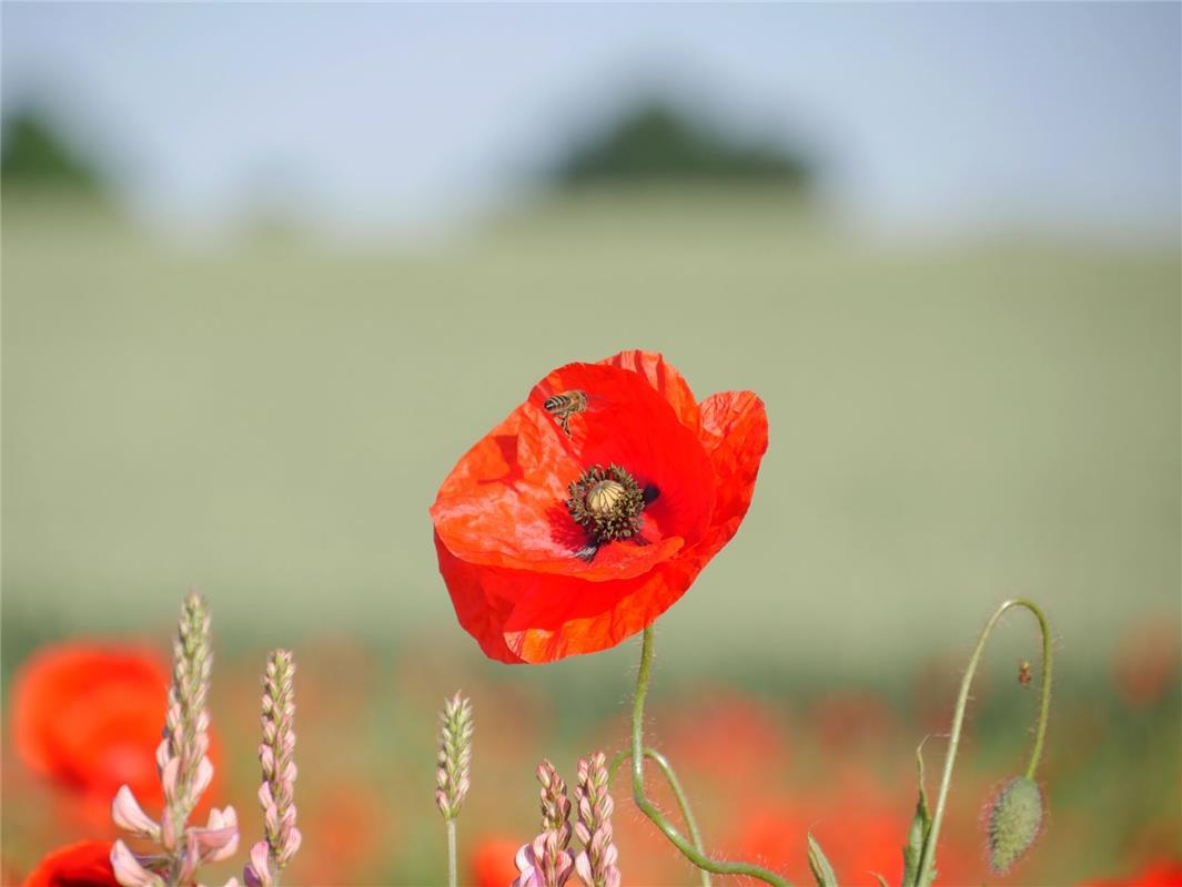 Saskia Sowinski hat diese Blumenwiese zwischen Bondorf und Hailfingen entdeckt.