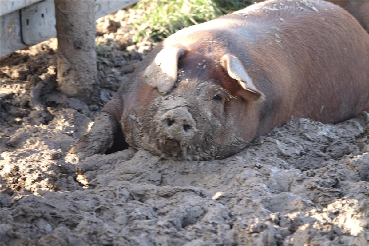 Sauwohl fühlt sich dieses Gäuschwein, das der Hailfinger Eckbert  Kaiser  in Gül...